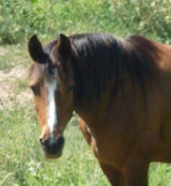 pahake cocquette new forest mare