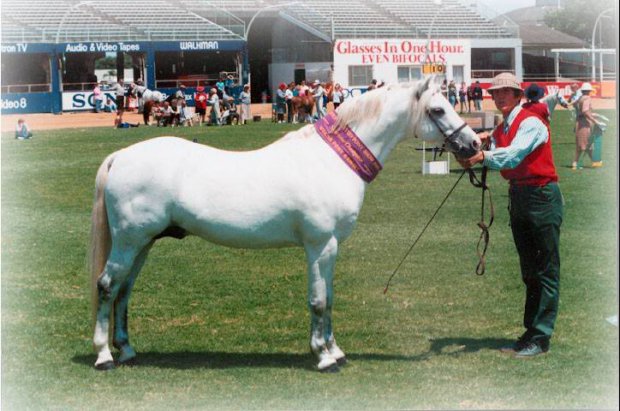 coed coch llabed welsh b sport stallion