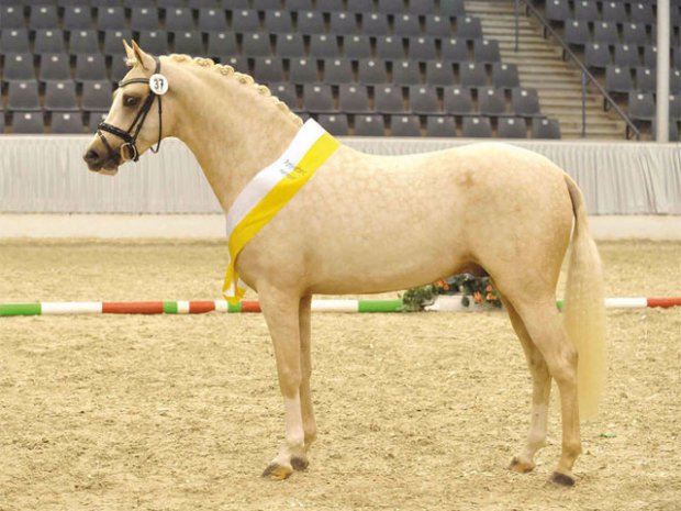golden rock german riding pony performance stallion